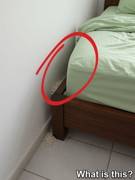 A Bedtime Scare: What Are These Mysterious White Spheres Found Near Your Mattress?