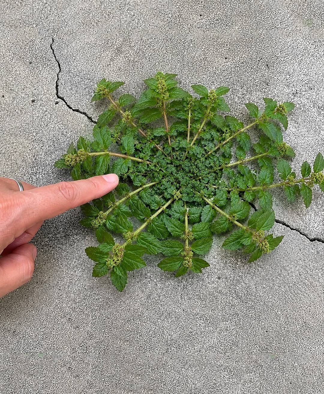 Is Your Living Room Hiding a Fortune? The Rare Plant Boom of 2026